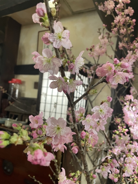 桜1